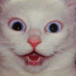 Meet your Posher, Theshockedcat